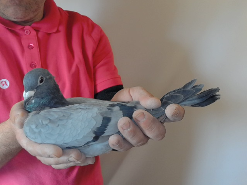 Pigeon image