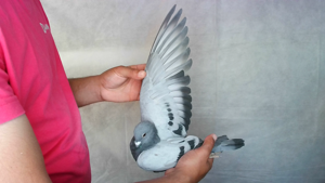 Pigeon image