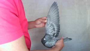 Pigeon image