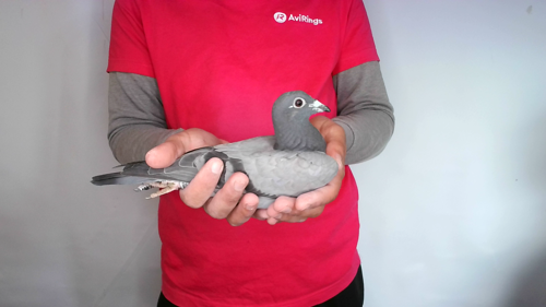 Pigeon image
