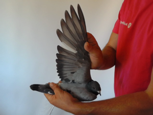 Pigeon image