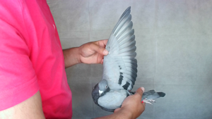 Pigeon image