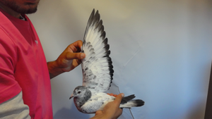 Pigeon image