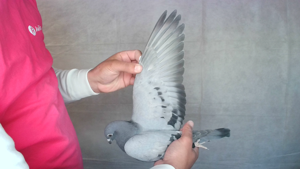 Pigeon image