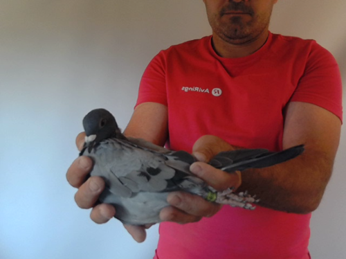 Pigeon image