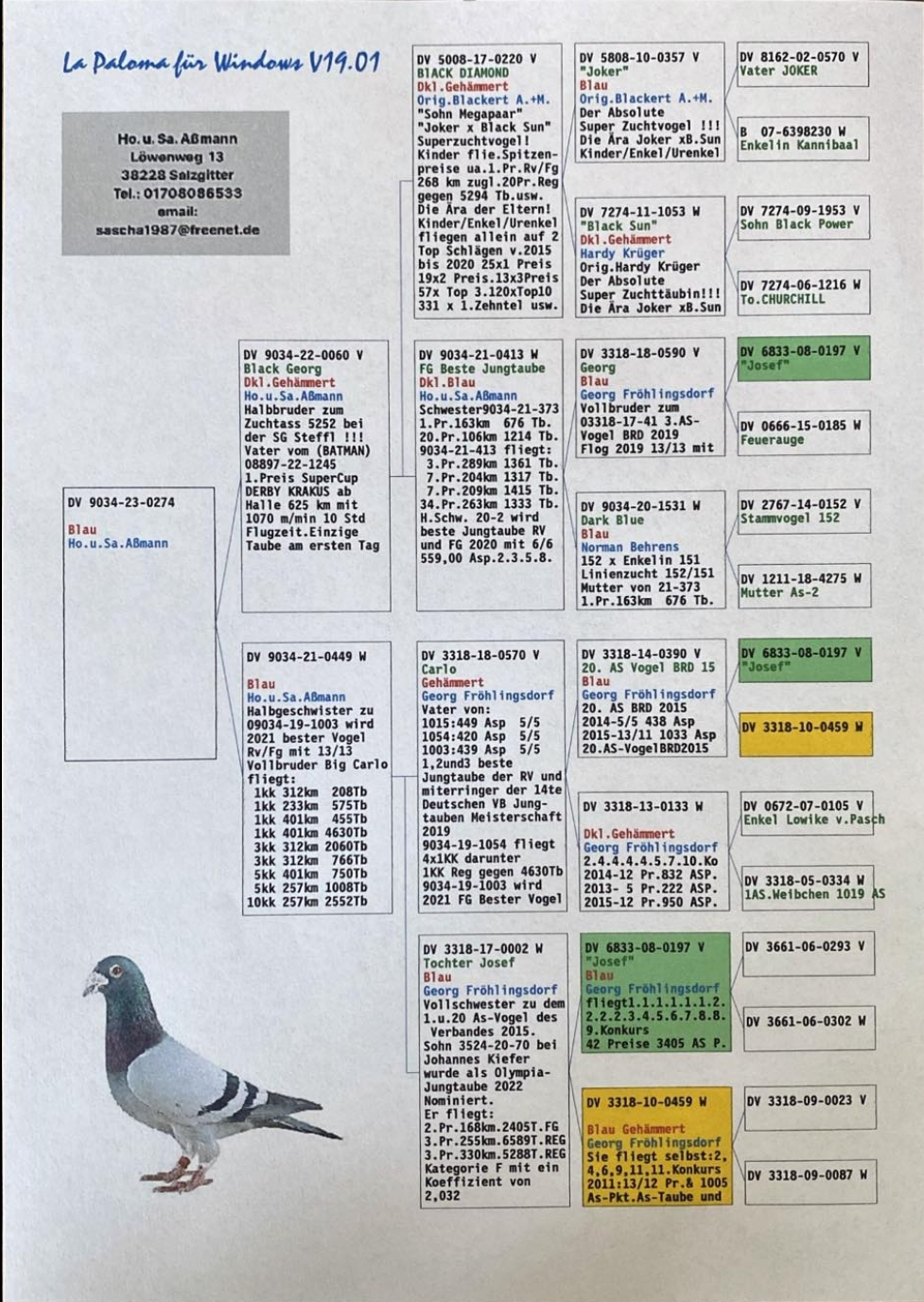 Pigeon pedigree image