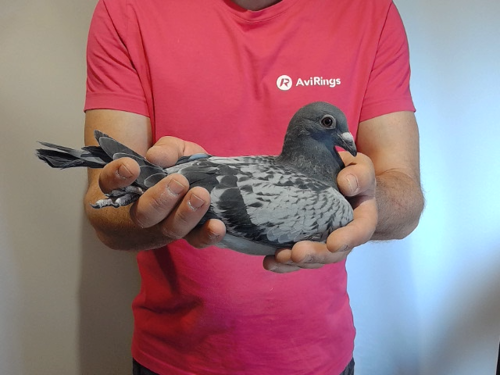 Pigeon image