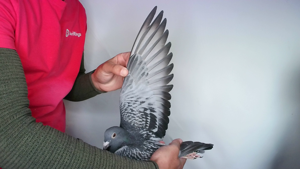 Pigeon image