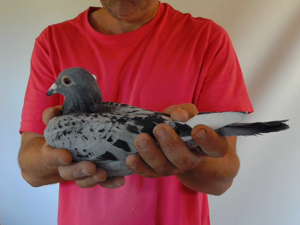 Pigeon image