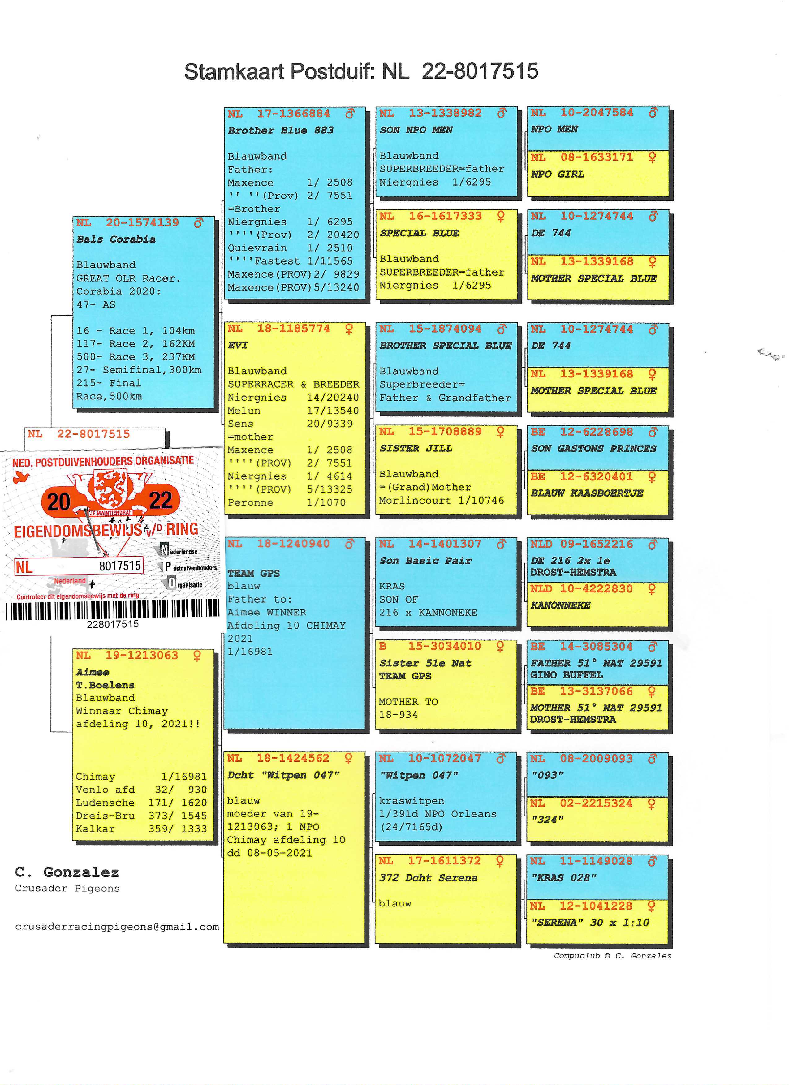 Pigeon pedigree image