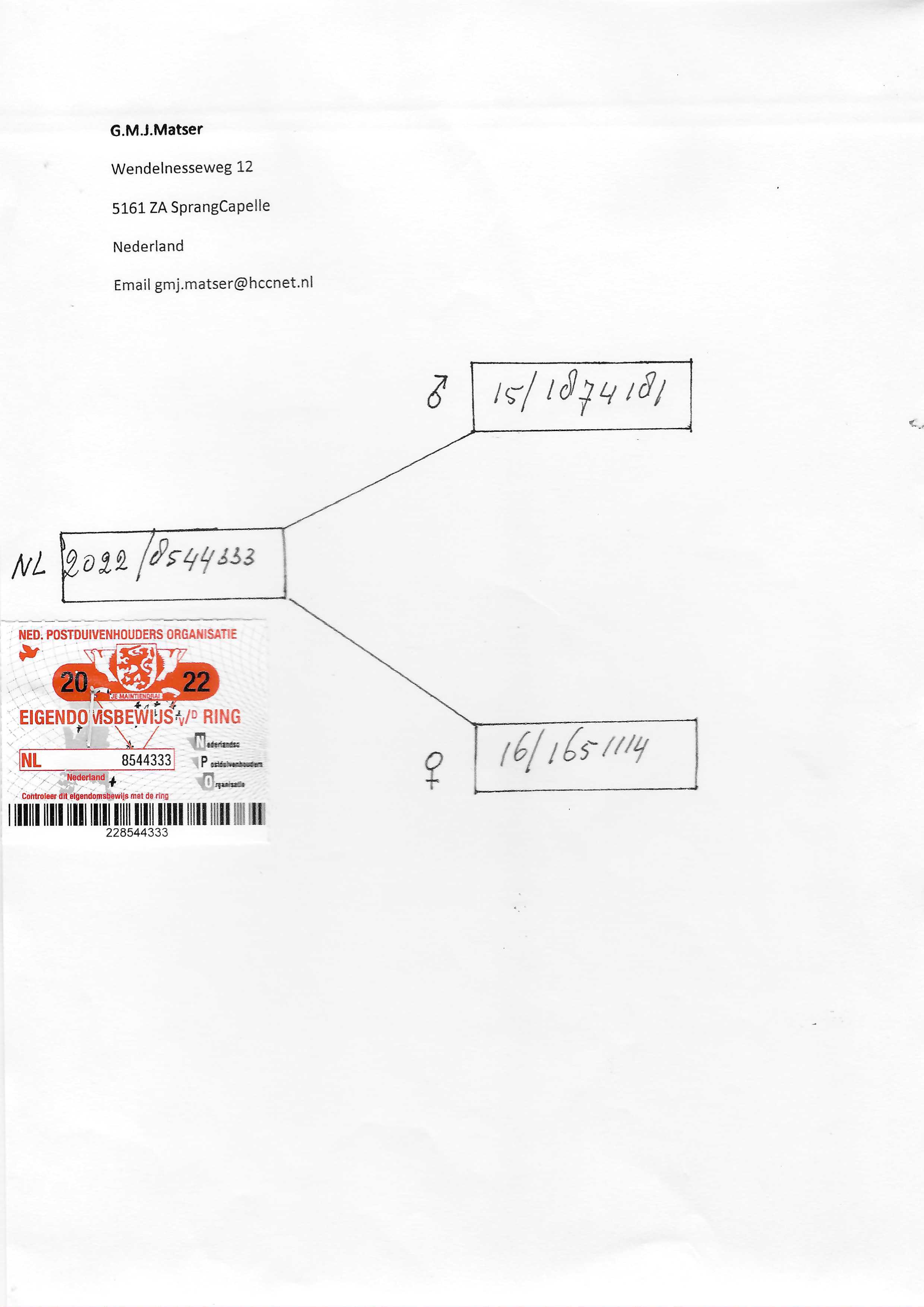 Pigeon pedigree image