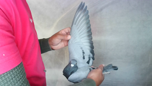 Pigeon image