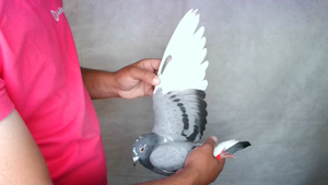 Pigeon image