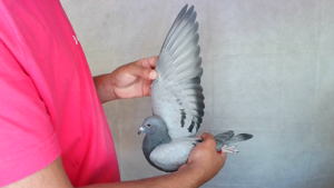 Pigeon image