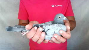Pigeon image