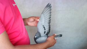 Pigeon image