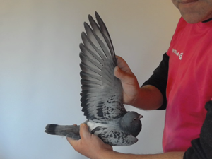 Pigeon image