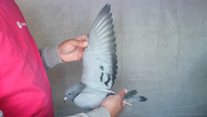 Pigeon image