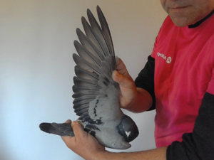 Pigeon image