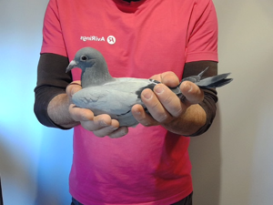 Pigeon image