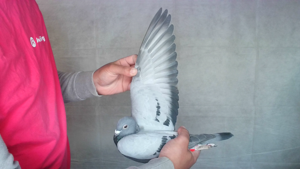 Pigeon image