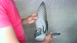 Pigeon image