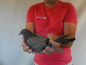 Pigeon image