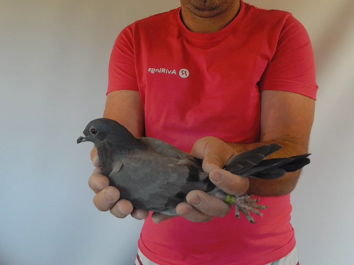 Pigeon image