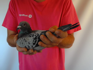 Pigeon image