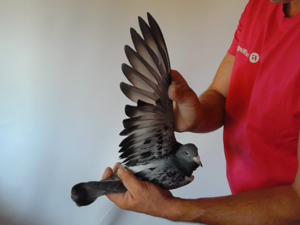 Pigeon image