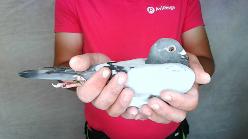 Pigeon image