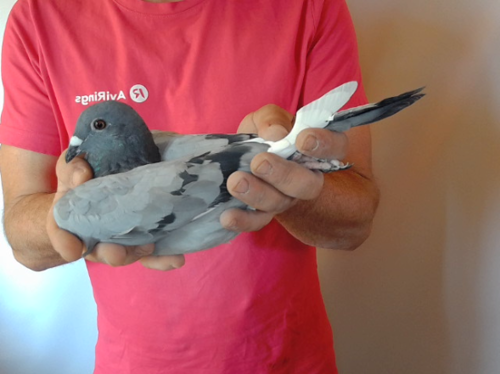 Pigeon image