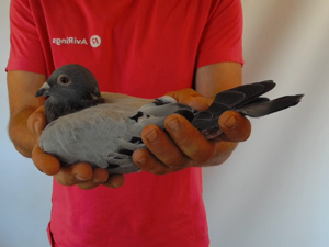 Pigeon image