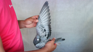 Pigeon image