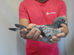 Pigeon image