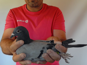 Pigeon image