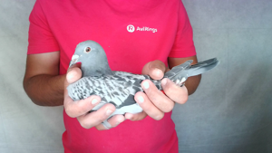 Pigeon image