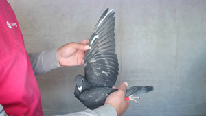 Pigeon image