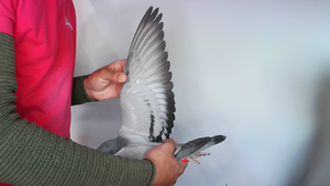 Pigeon image