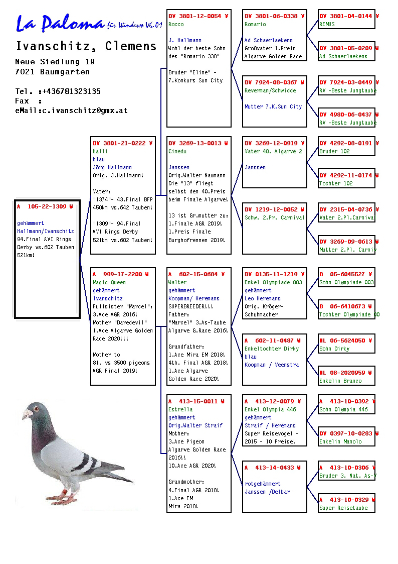 Pigeon pedigree image