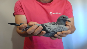 Pigeon image