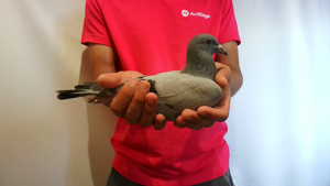 Pigeon image