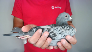 Pigeon image