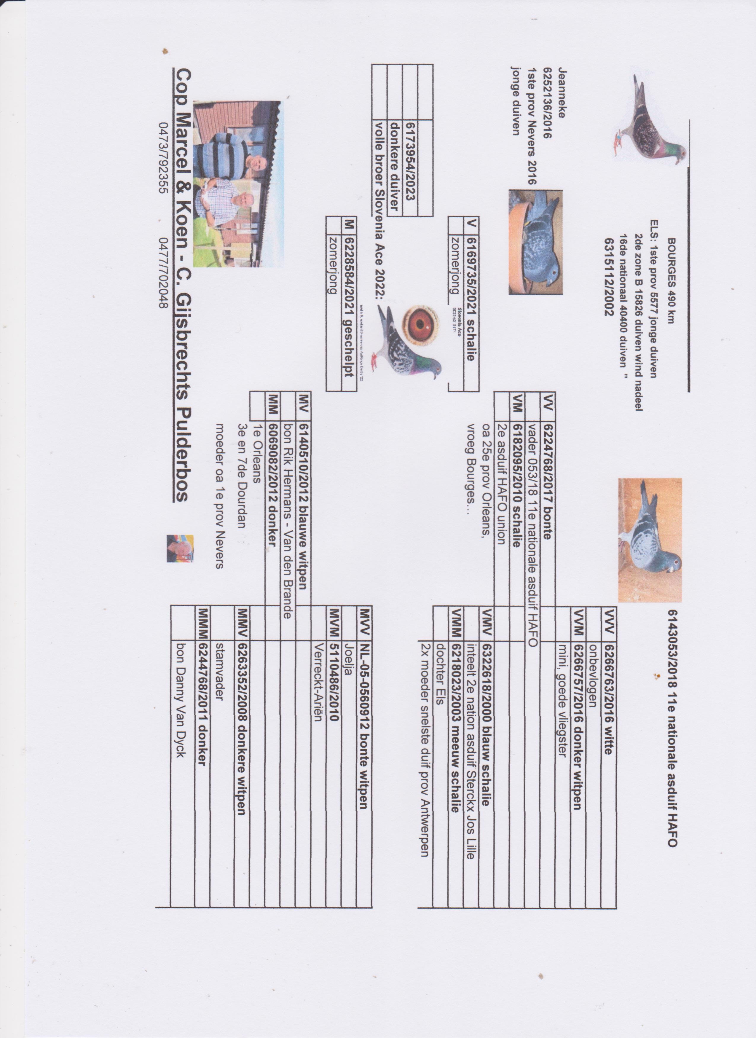 Pigeon pedigree image