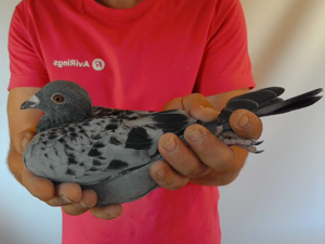 Pigeon image