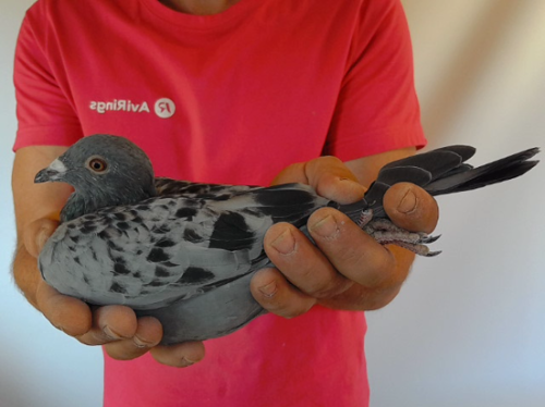 Pigeon image