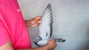 Pigeon image