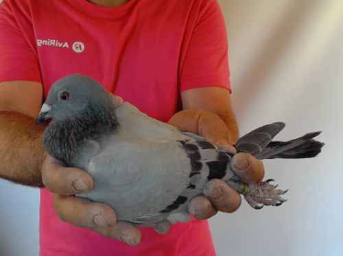 Pigeon image