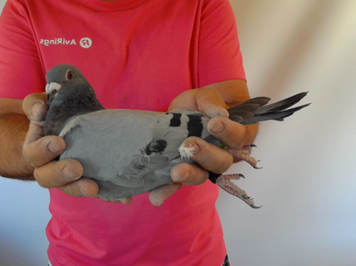 Pigeon image