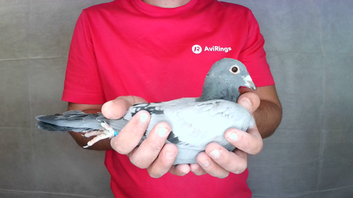 Pigeon image